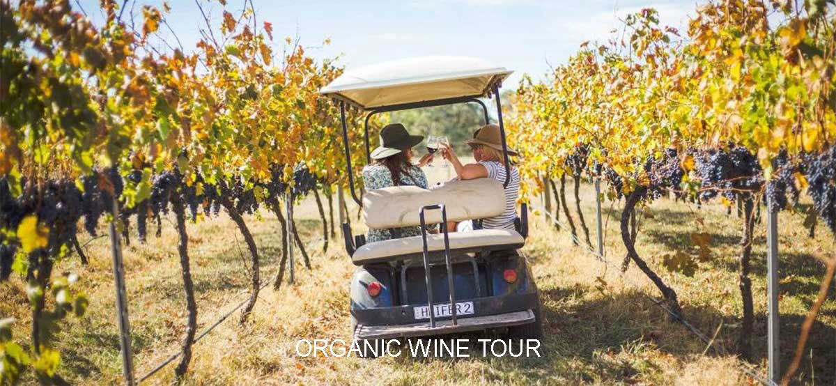 Organic Wine Tour